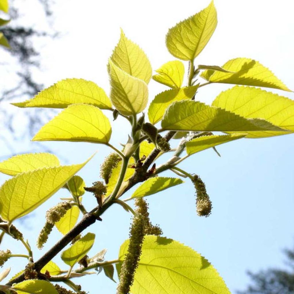 Broussonetia papyrifera Golden Shadow