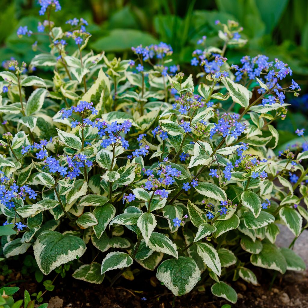 Brunnera macrophylla Variegata - Siberian Bugloss