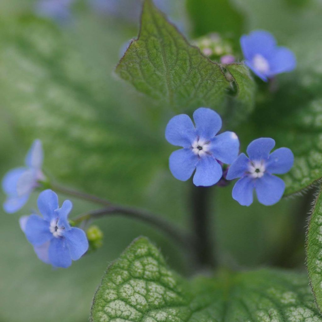 Brunnera macrophylla Alexanders Great - Siberian Bugloss