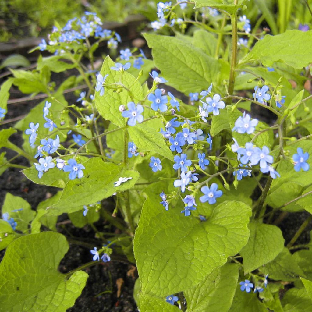 Brunnera macrophylla Green Gold - Siberian Bugloss