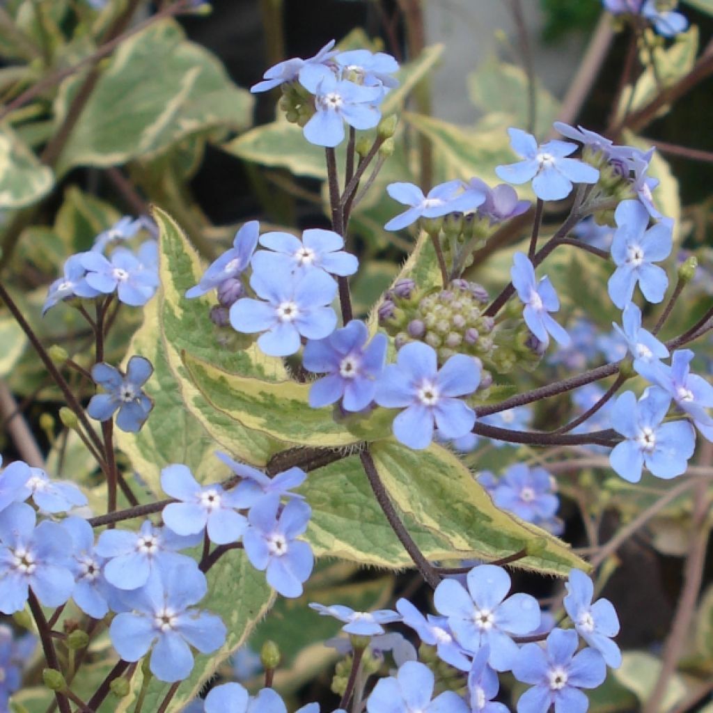 Brunnera macrophylla Hadspen Cream - Siberian Bugloss