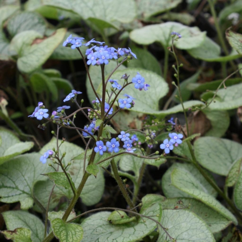 Brunnera macrophylla Looking Glass - Siberian Bugloss
