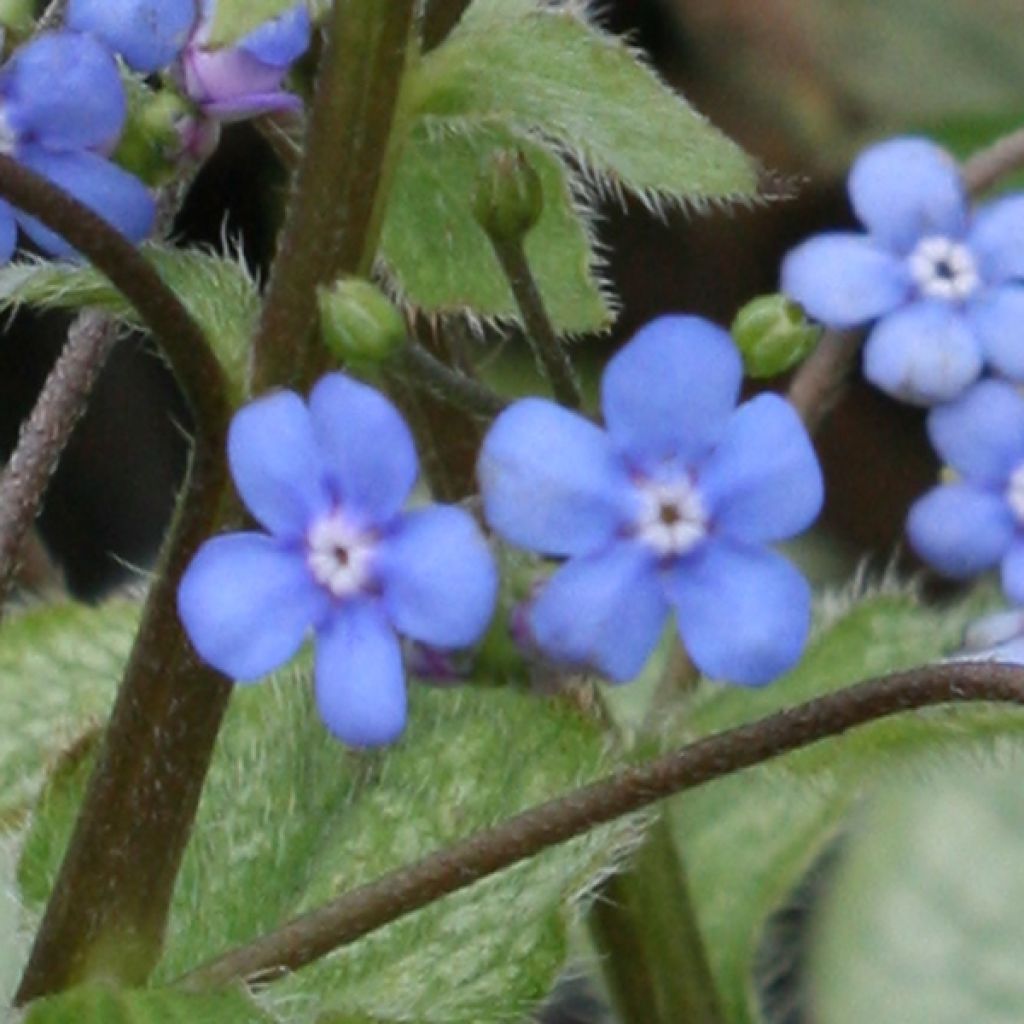 Brunnera macrophylla Looking Glass - Siberian Bugloss