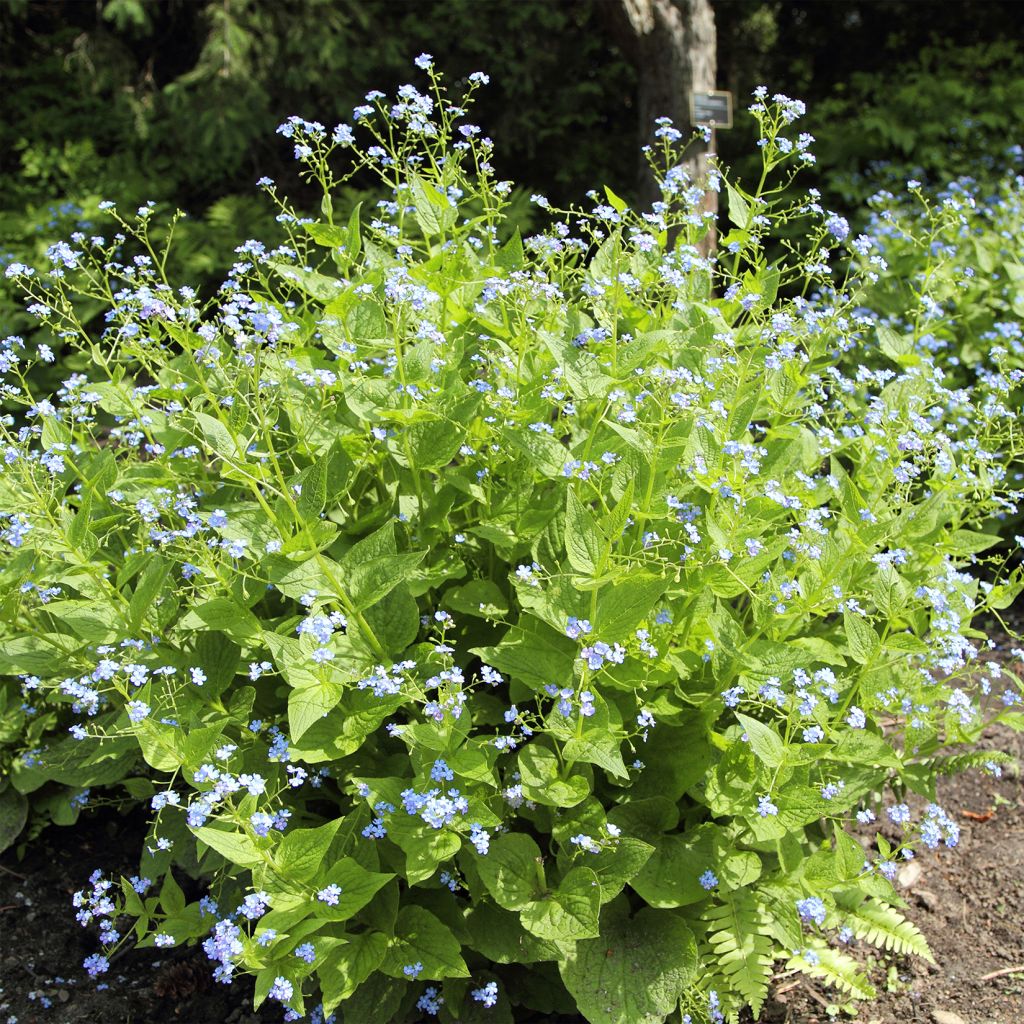 Brunnera macrophylla Yellow spring - Siberian Bugloss