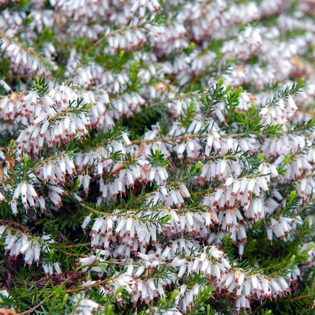 Erica carnea Springwood White - Winter Heath