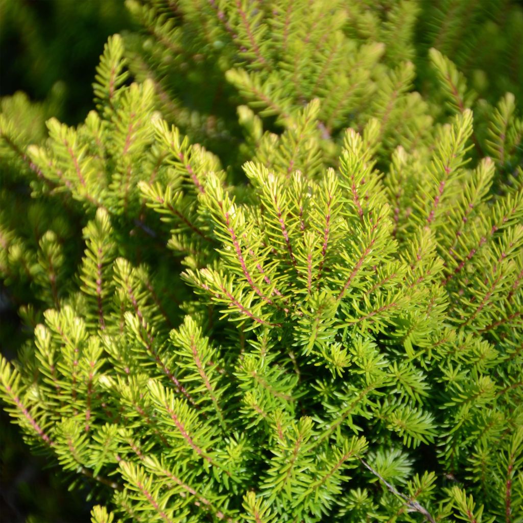 Erica darleyensis Winter Belles Tylou - Winter Heath