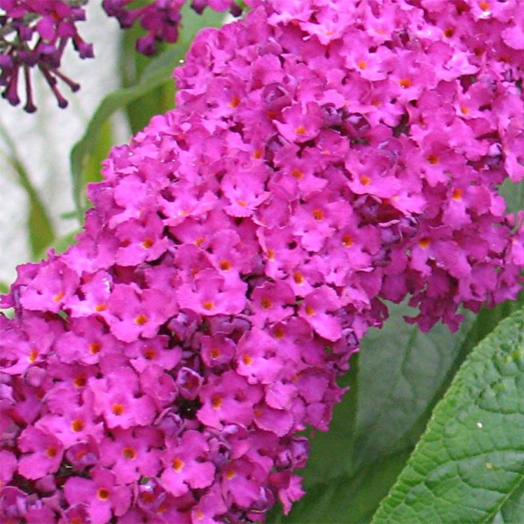 Buddleja davidii Royal Red - Butterfly Bush