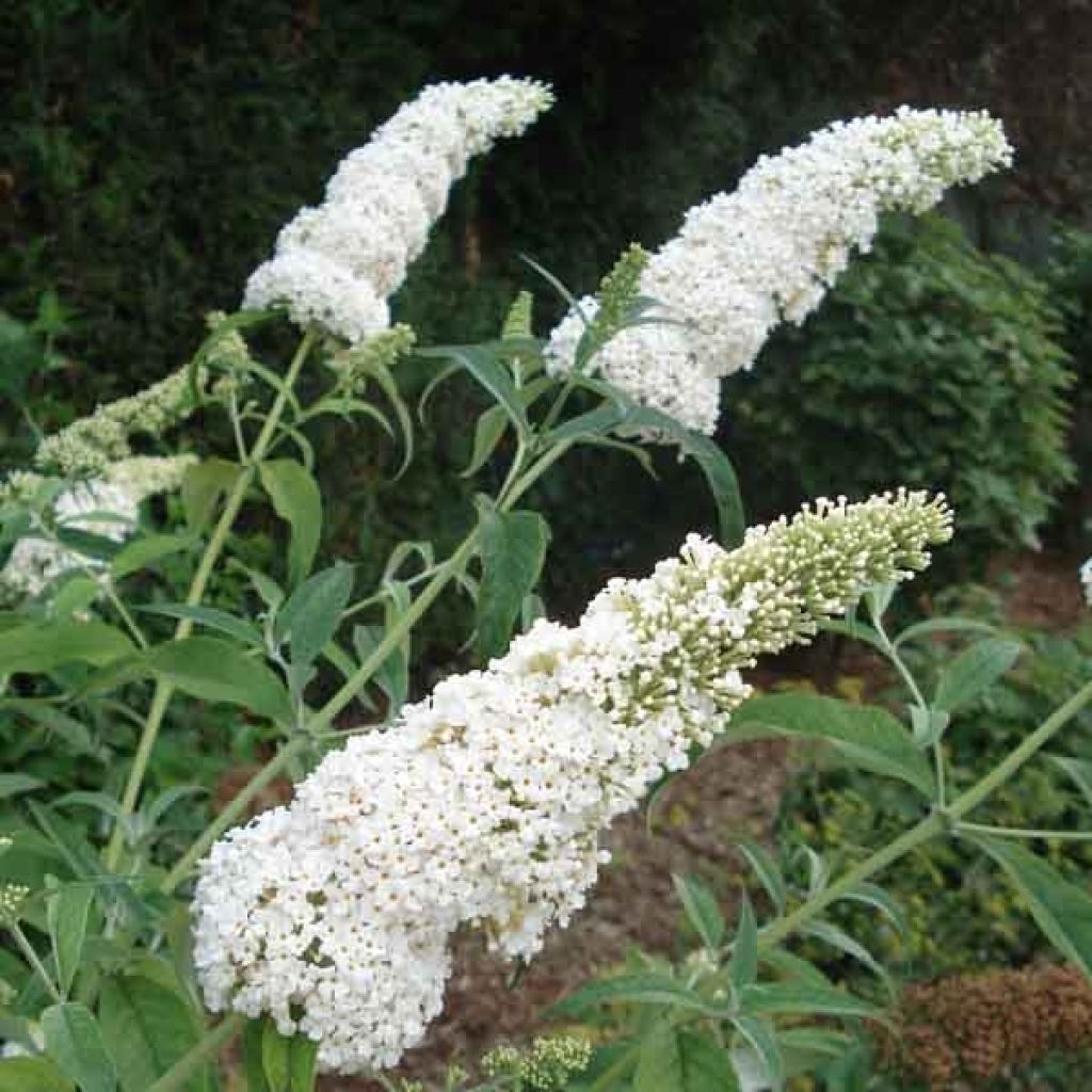Buddleja davidii White Ball White - Butterfly Bush