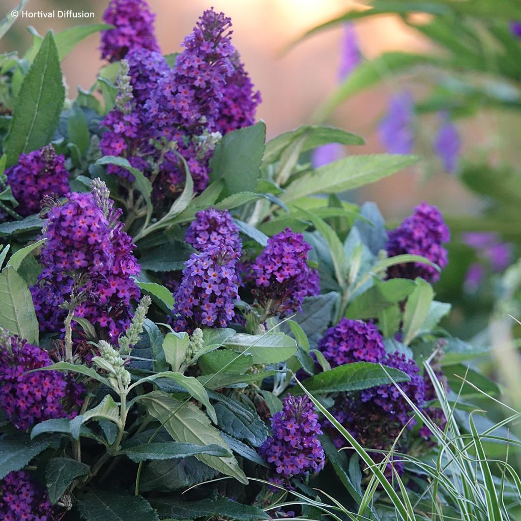 Buddleja x davidii 'Tinpurbud' Tiny Buddy Deep Blue - Arbre aux papillons Tiny Buddy Deep Blue