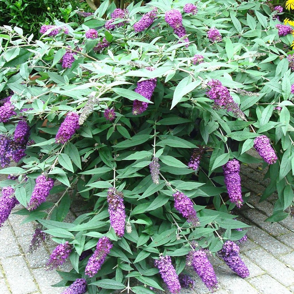 Buddleja davidii BLOOMTASTIC Dreaming Lavender - Butterfly Bush