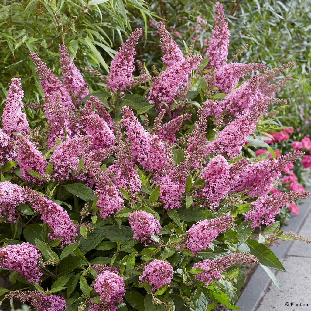 Buddleja davidii Butterfly Candy Little Pink - Butterfly Bush