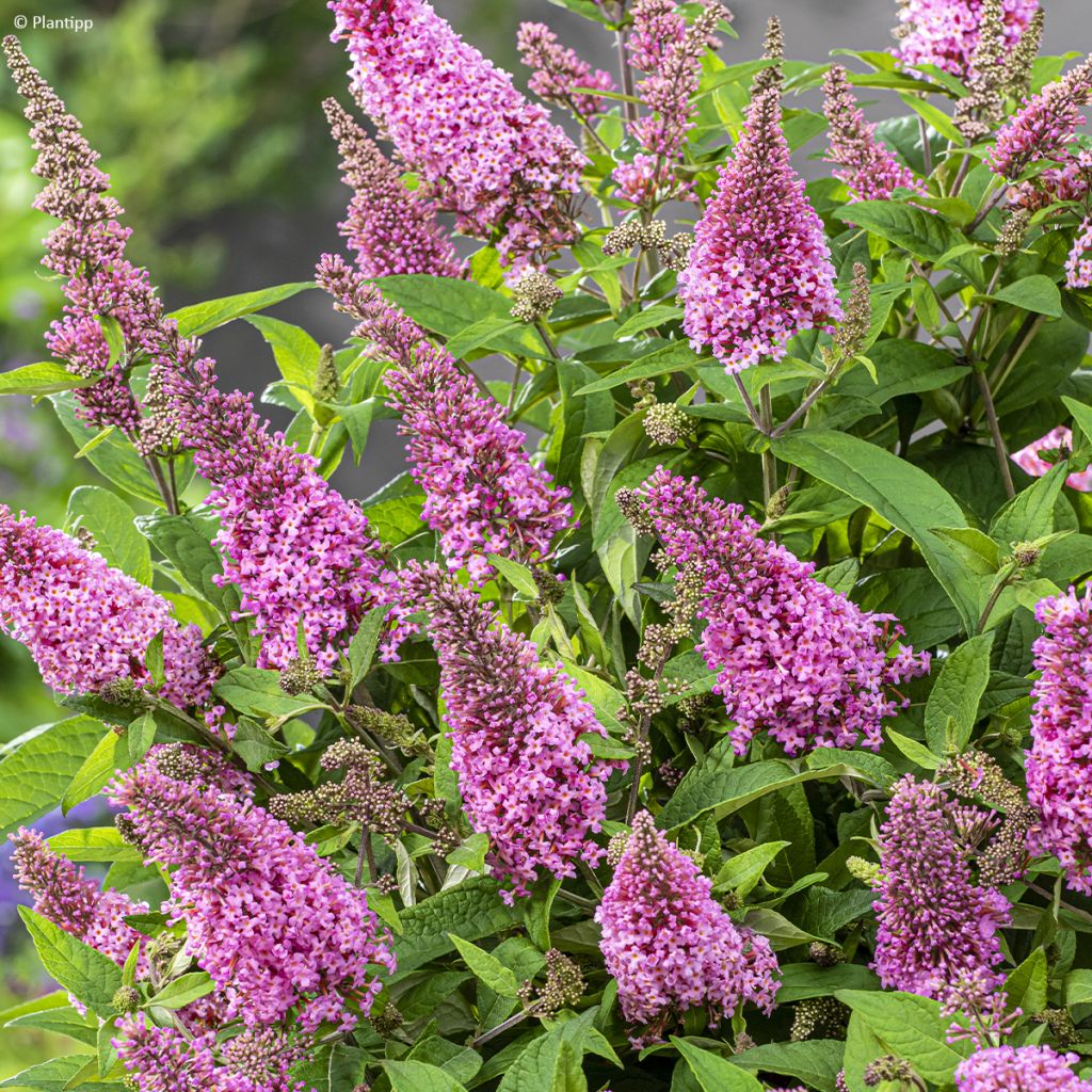 Buddleja davidii Butterfly Candy Little Pink - Butterfly Bush