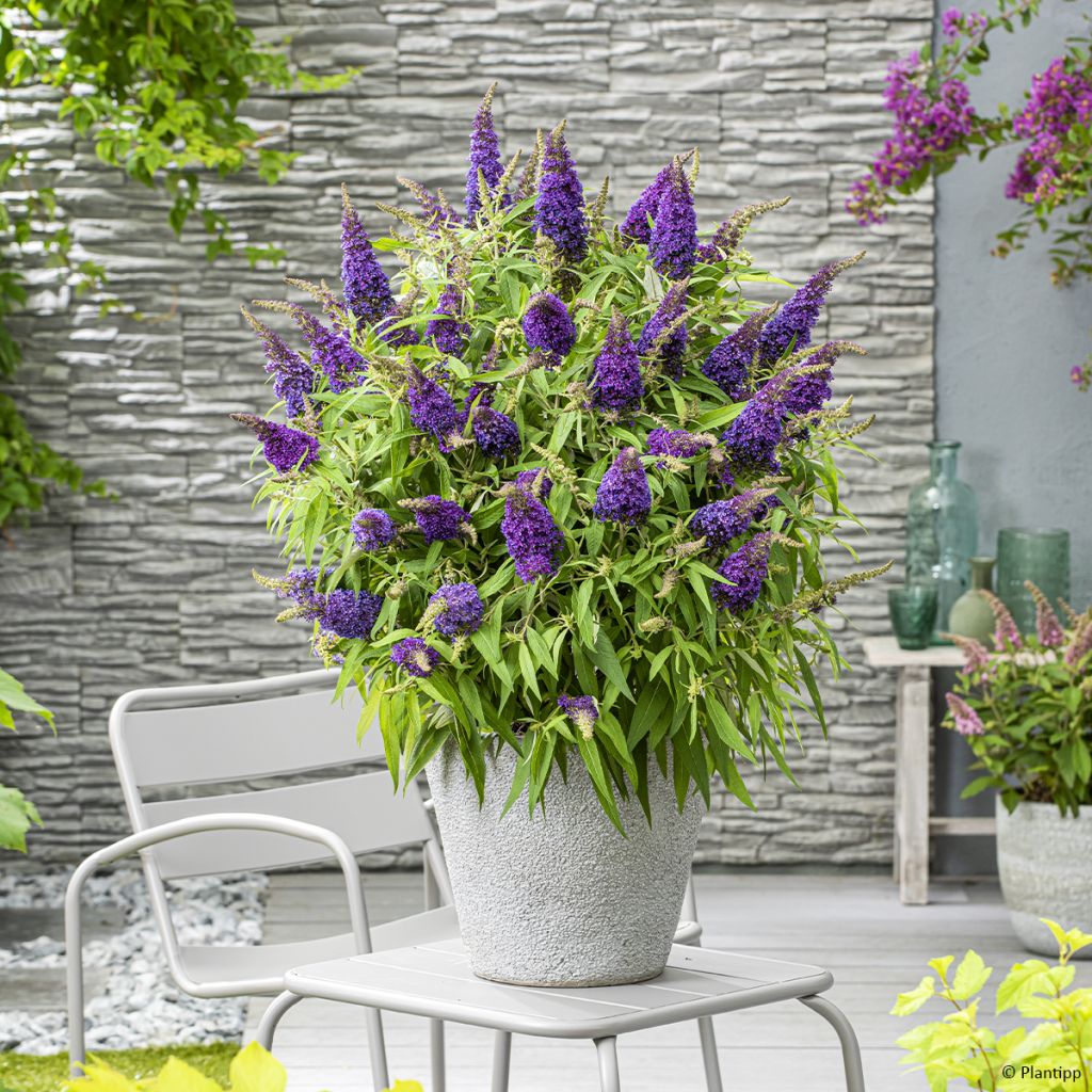 Buddleja davidii Butterfly Candy Little Purple - Butterfly Bush