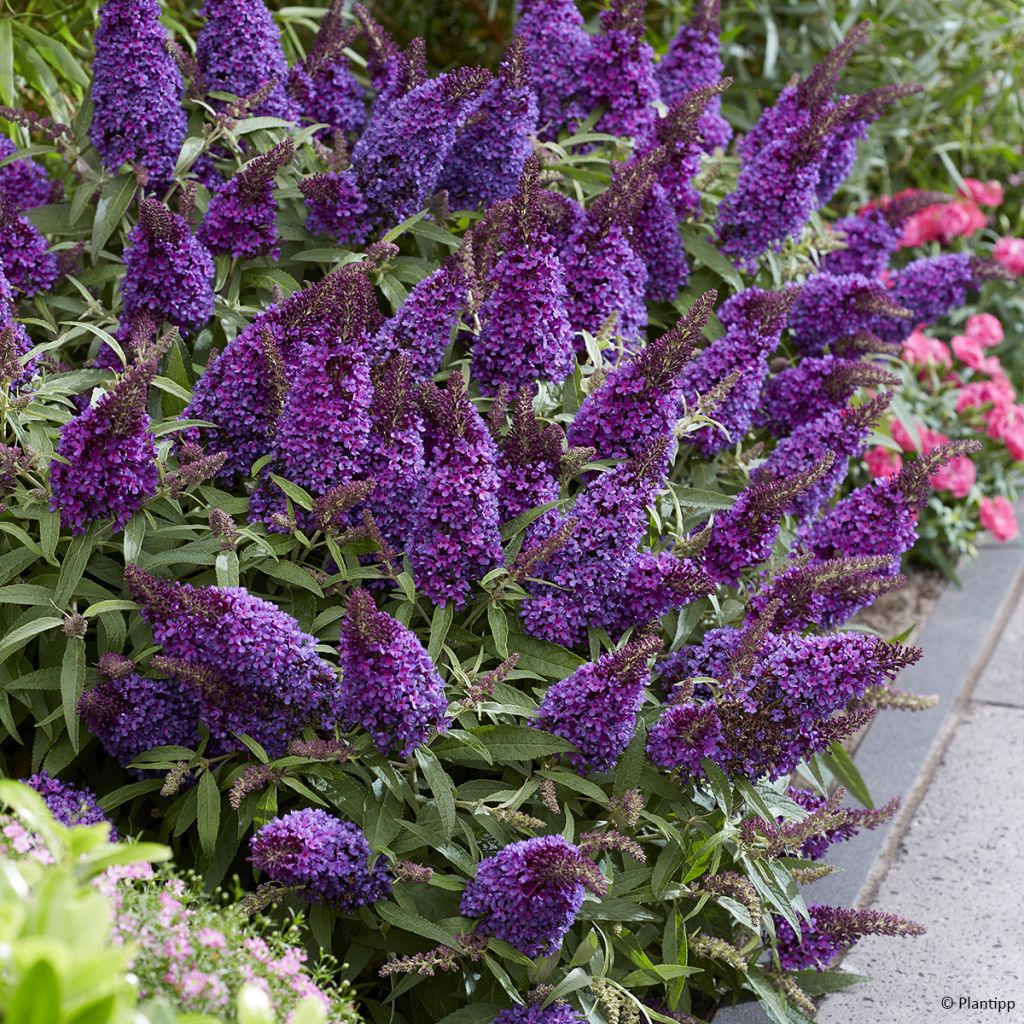 Buddleja davidii Butterfly Candy Little Purple - Butterfly Bush