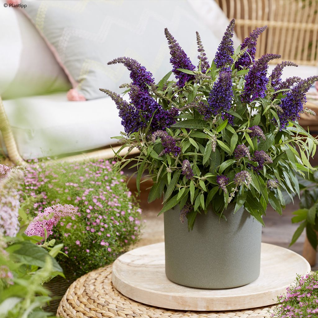 Buddleja davidii Butterfly Candy Little Purple - Butterfly Bush