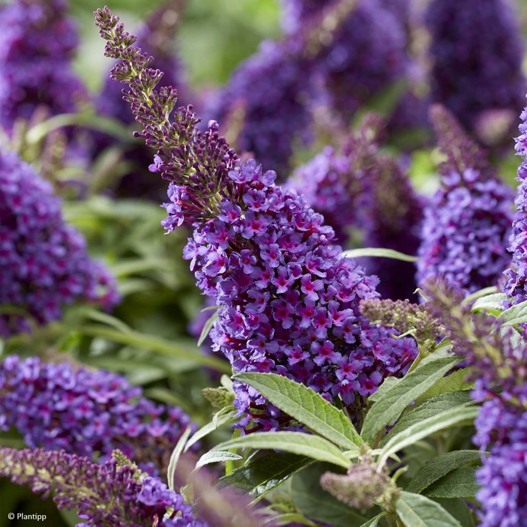 Buddleja davidii Butterfly Candy Little Purple - Butterfly Bush