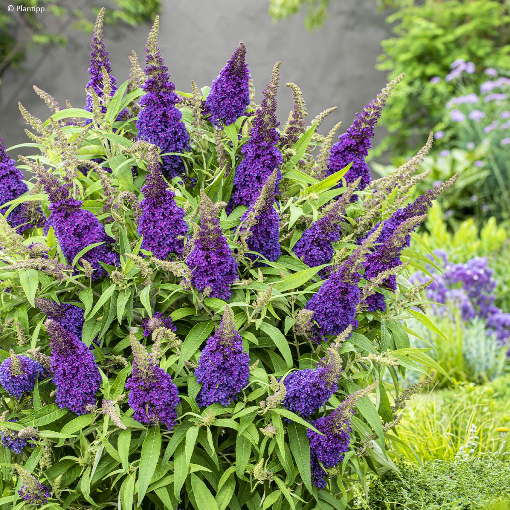 Buddleja davidii Butterfly Candy Little Purple - Butterfly Bush