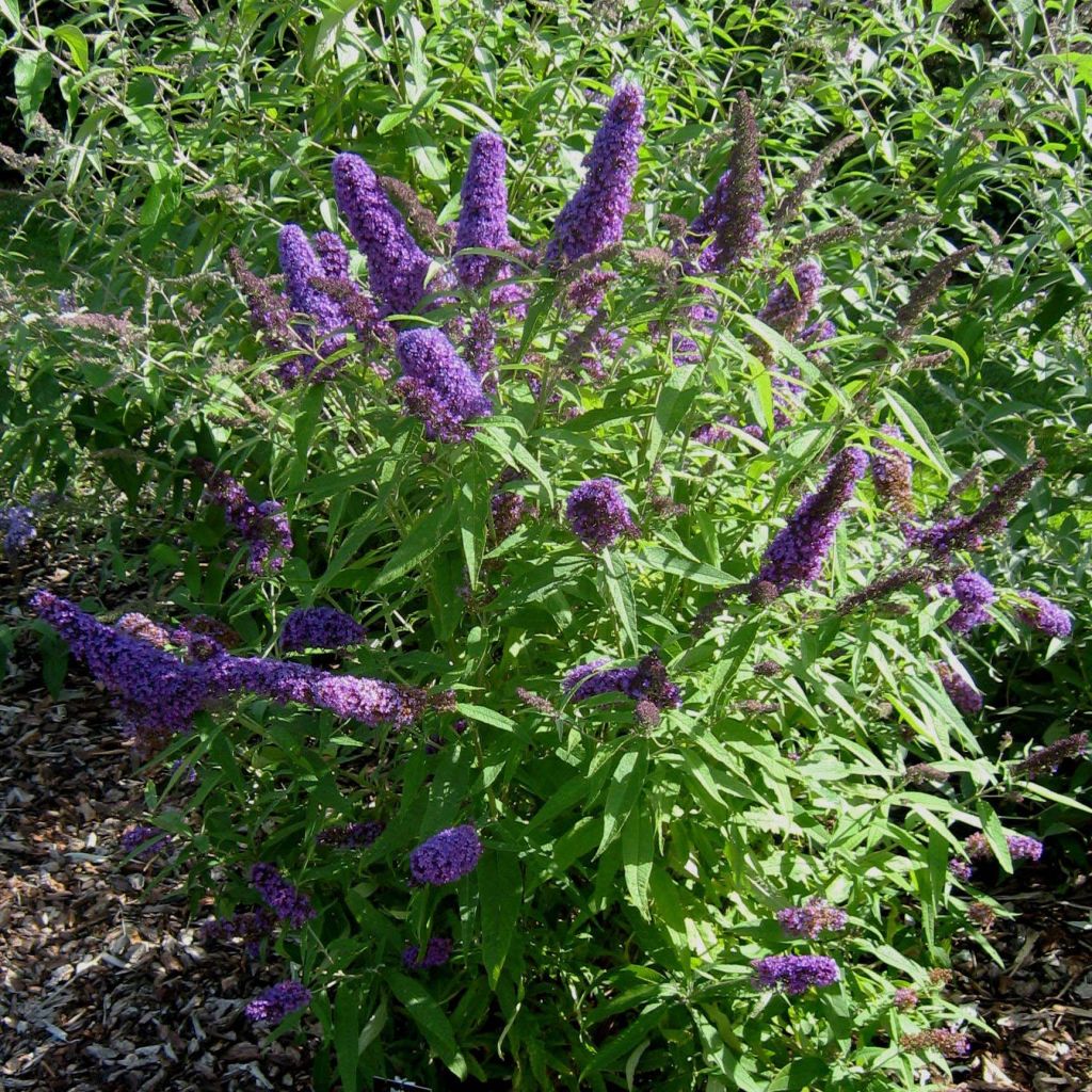 Buddleja davidii Camberwell Beauty - Butterfly Bush