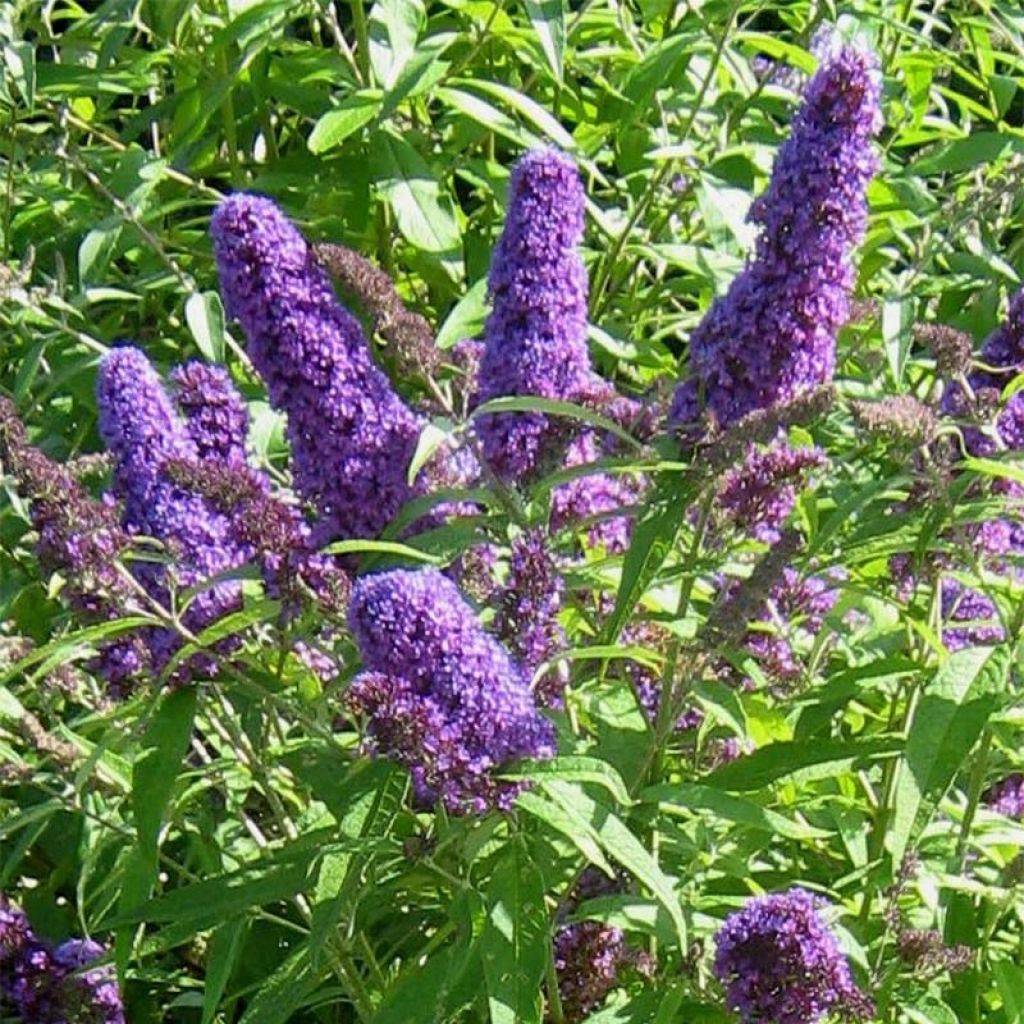 Buddleja davidii Camberwell Beauty - Butterfly Bush