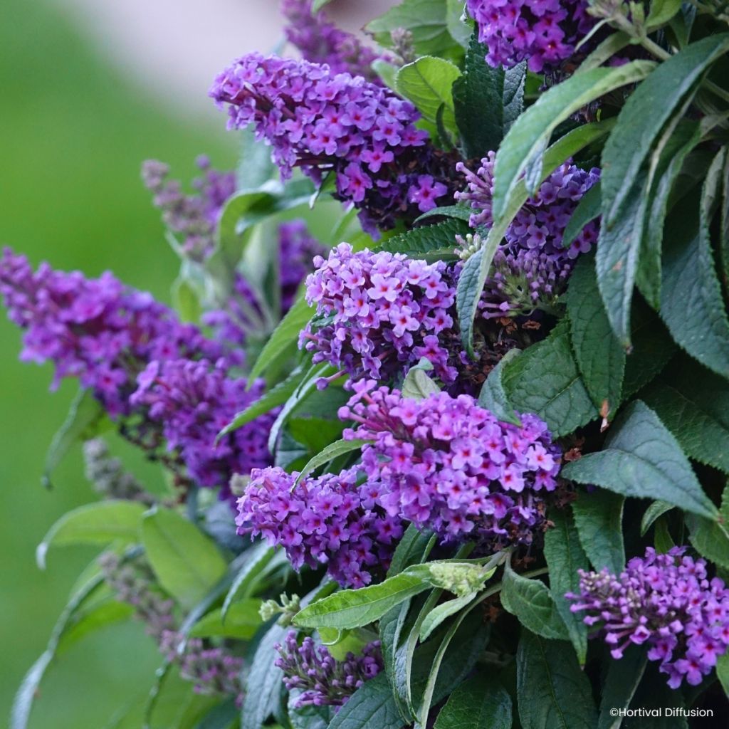 Buddleja davidii Tiny Buddy Violet - Butterfly bush