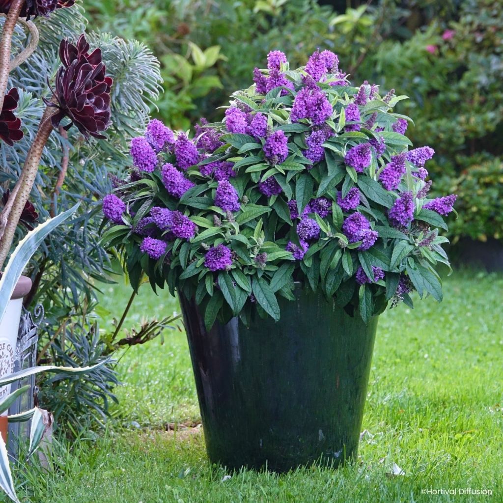 Buddleja davidii Tiny Buddy Violet - Butterfly bush