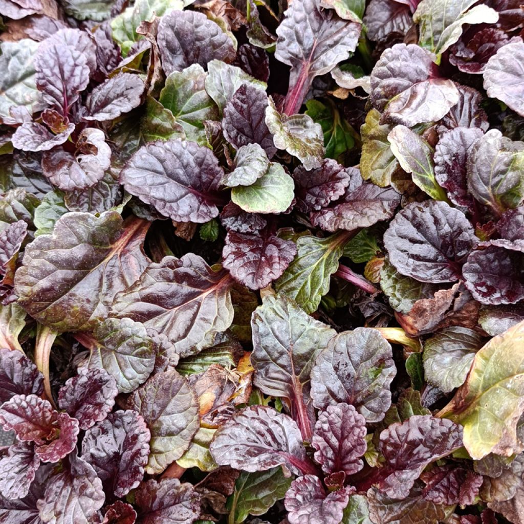 Ajuga reptans Black Scallop