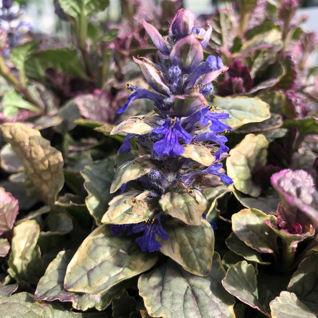 Ajuga reptans Burgundy Glow