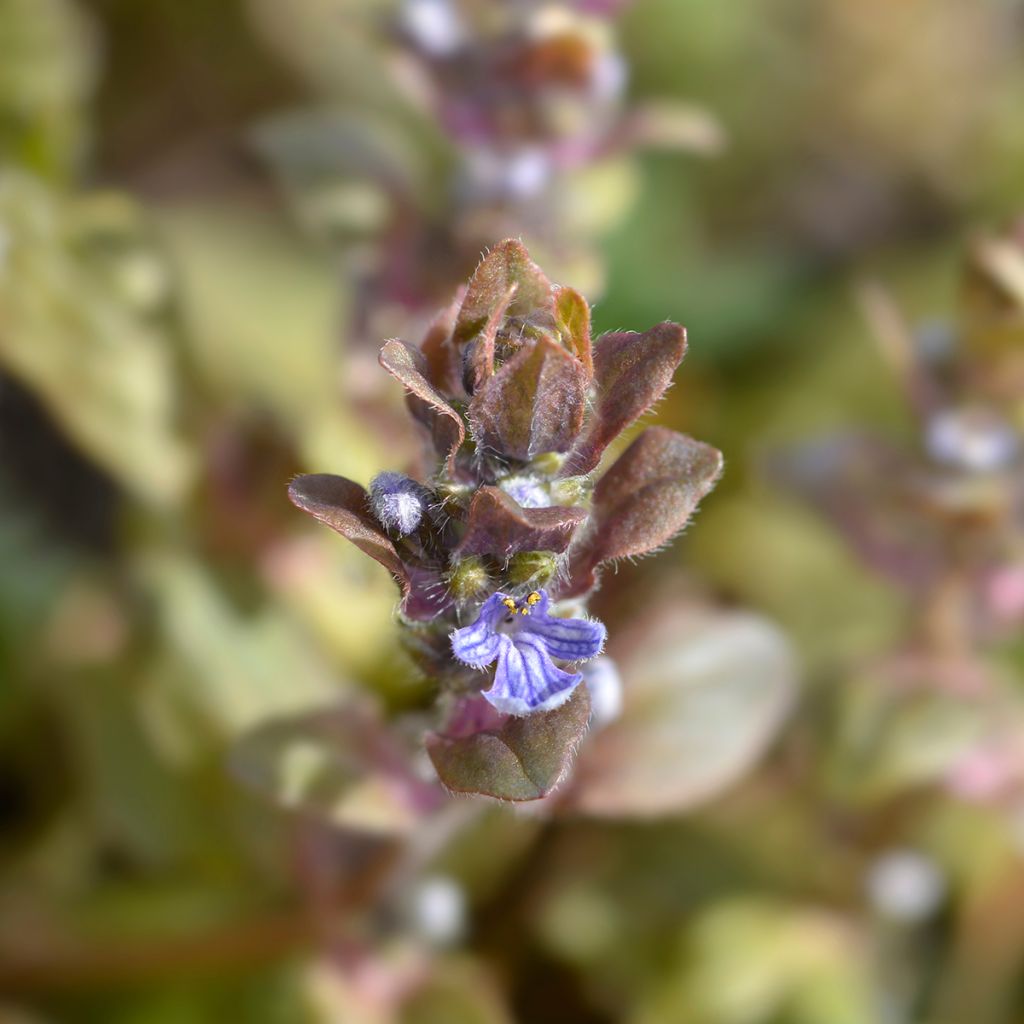 Ajuga reptans Multicolor - Rainbow