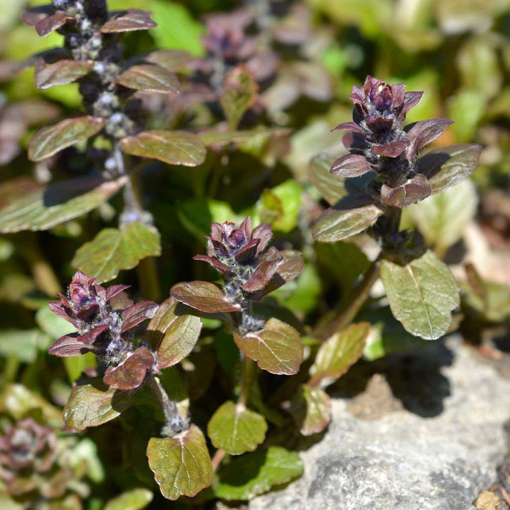 Ajuga reptans Multicolor - Rainbow