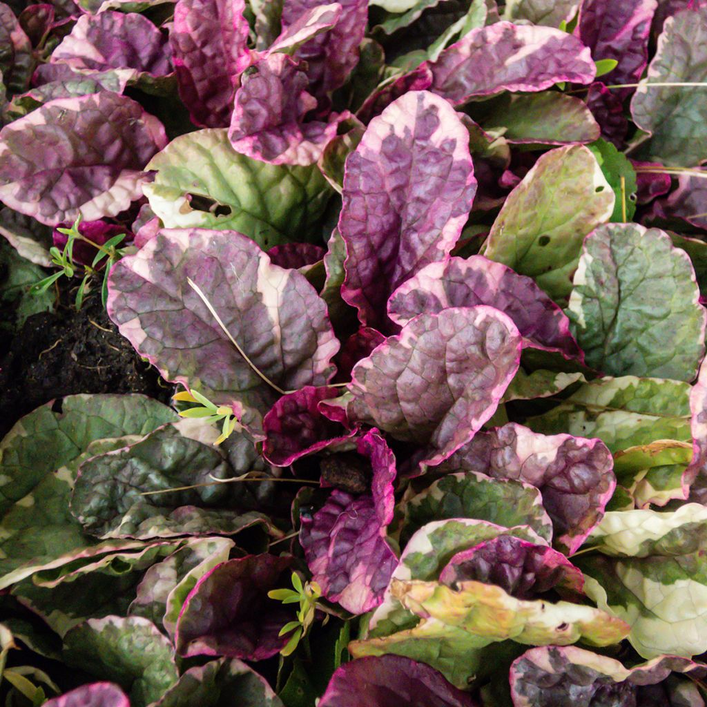 Ajuga reptans Multicolor - Rainbow