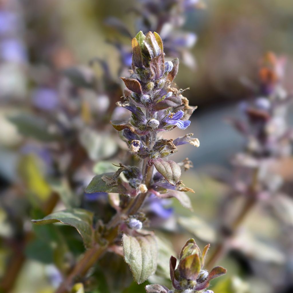 Ajuga reptans Multicolor - Rainbow