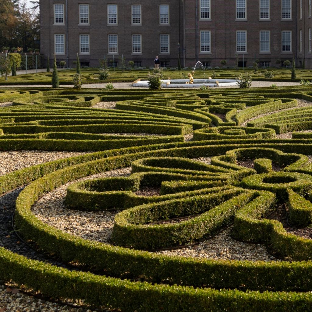 Buxus Babylon Beauty - Boxwood