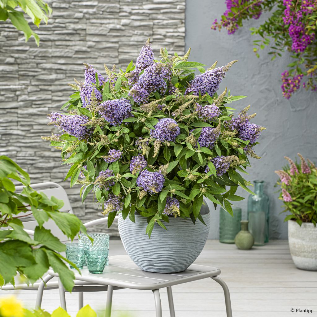 Buddleja davidii Butterfly Candy Lila Sweetheart - Butterfly Bush