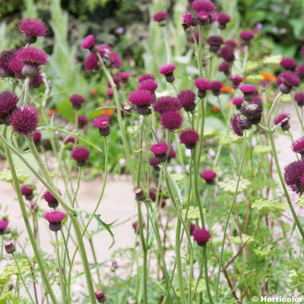 Cirsium rivulare Atropurpureum - Plume Thistle