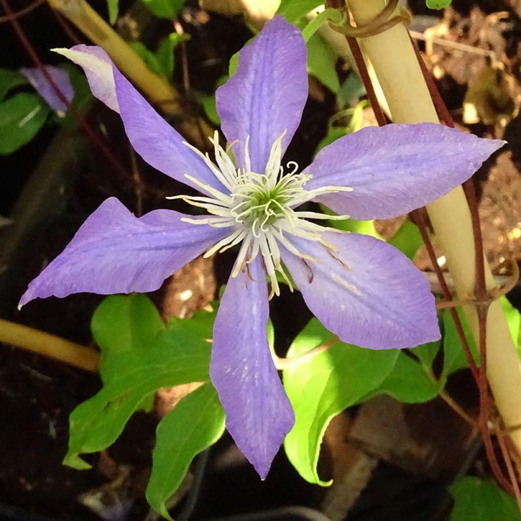 Clematis patens Lasurstern