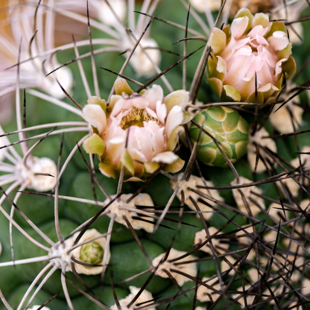 Gymnocalycium saglionis - Giant chin cactus