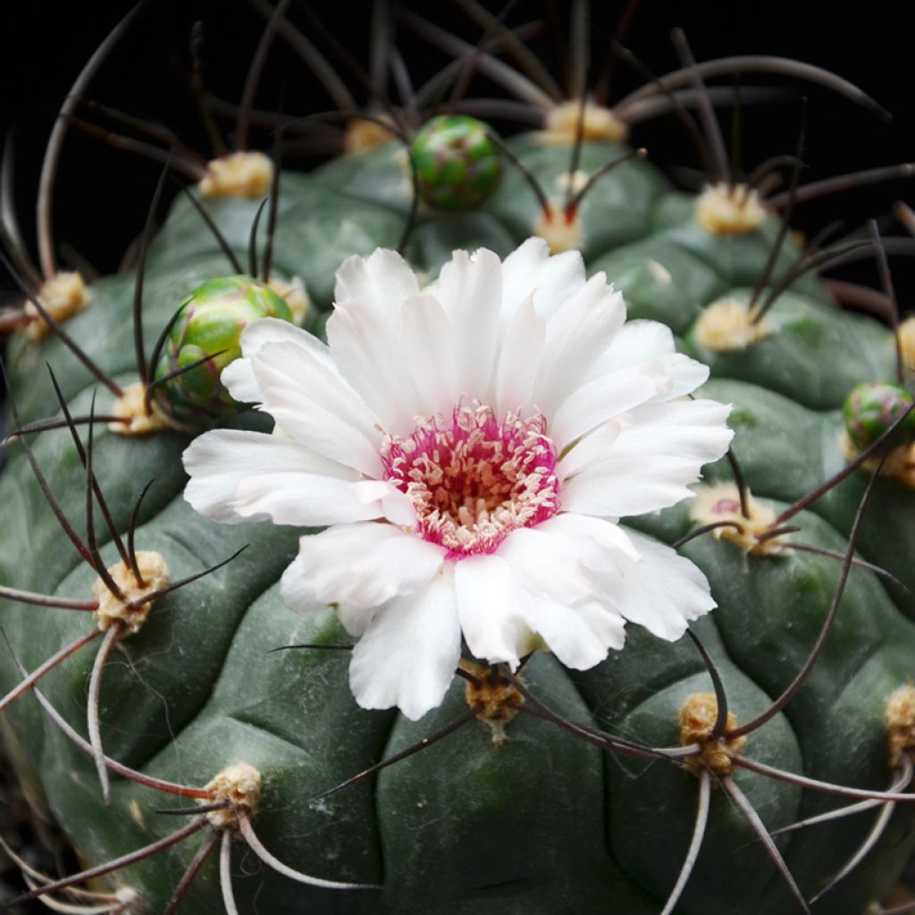 Gymnocalycium saglionis - Giant chin cactus
