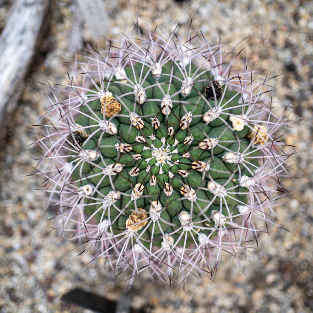 Gymnocalycium saglionis - Giant chin cactus