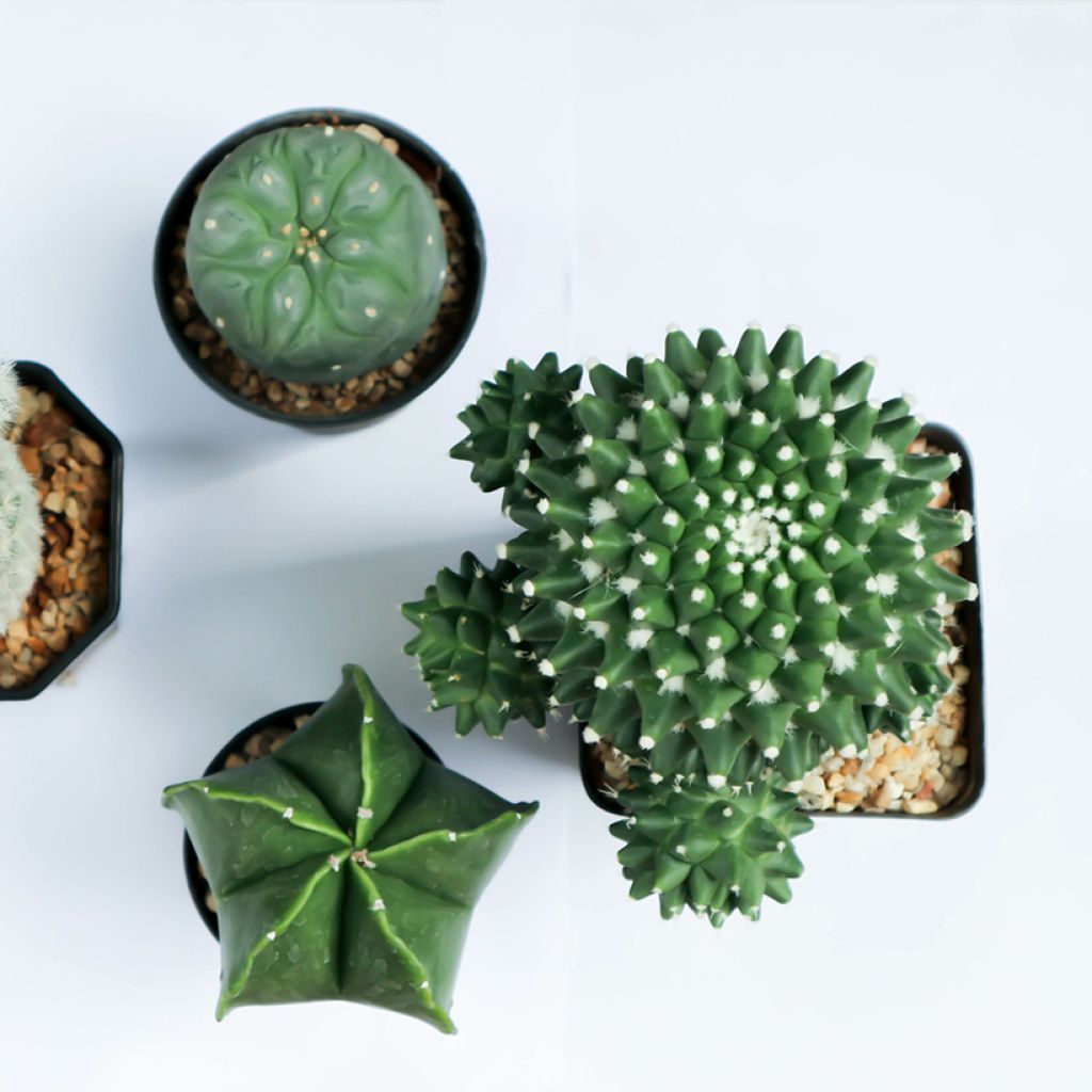 Gymnocalycium saglionis - Giant chin cactus