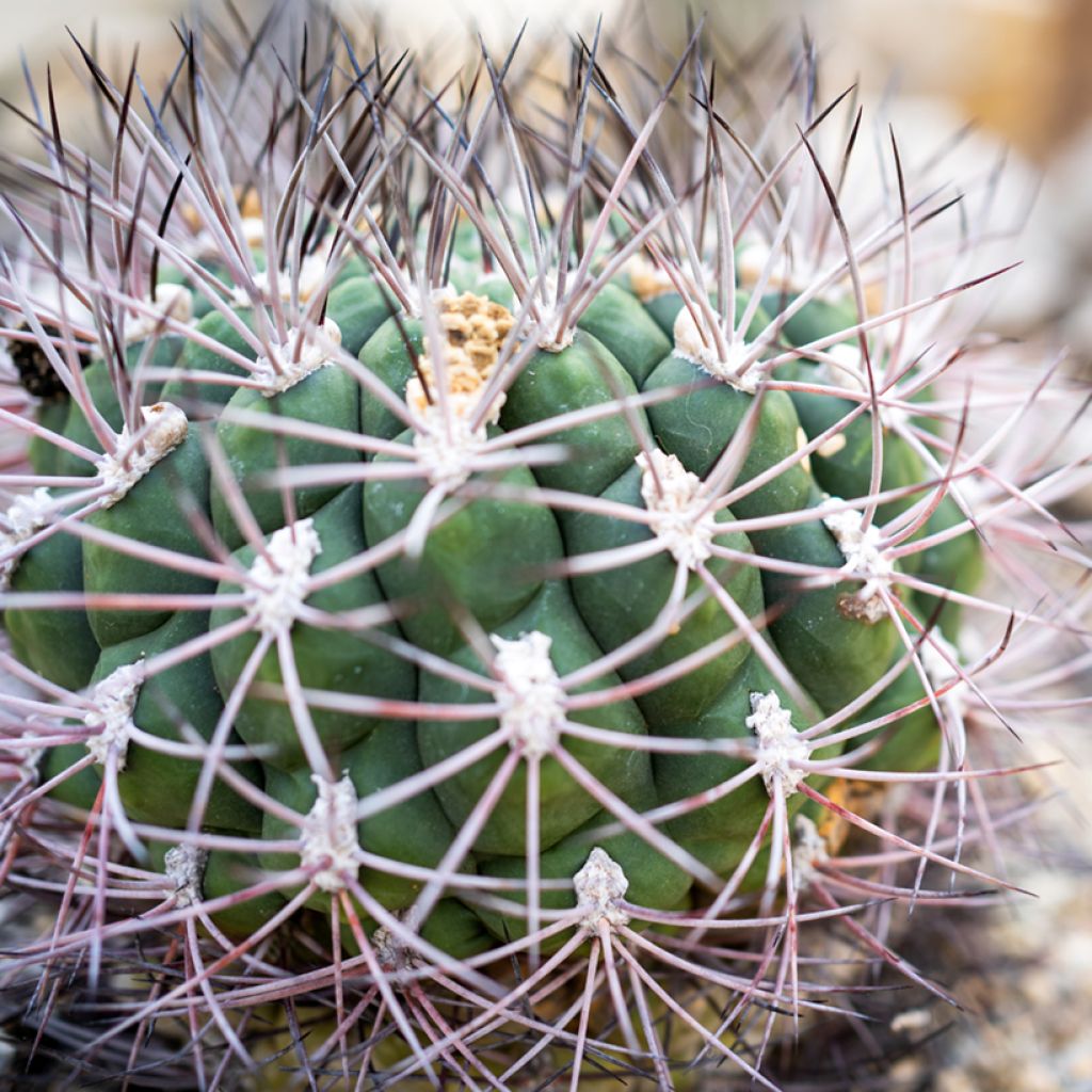 Gymnocalycium saglionis - Giant chin cactus