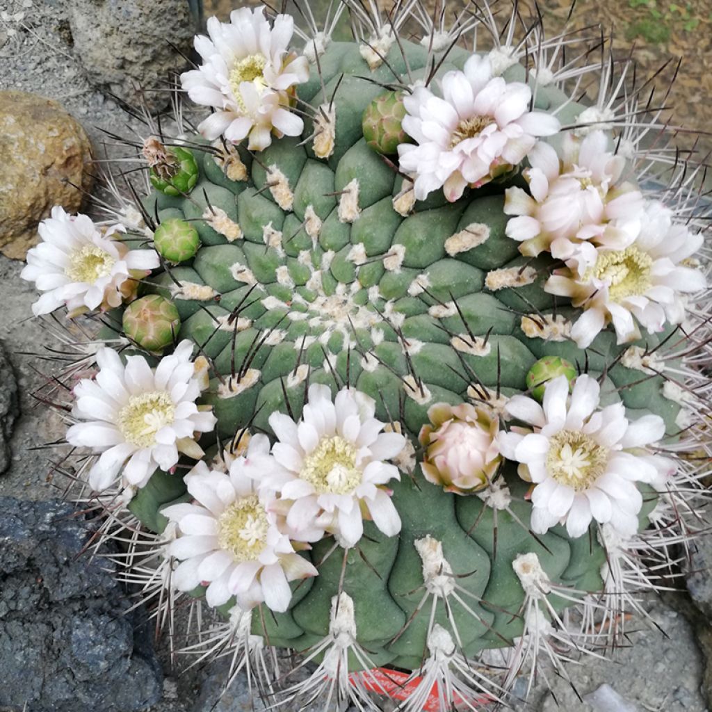 Gymnocalycium saglionis - Giant chin cactus