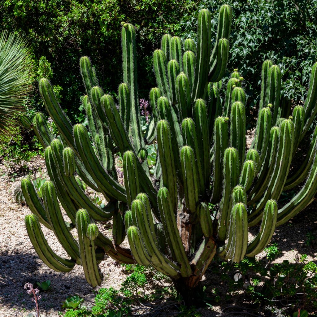 San Pedro cactus - Trichocereus pachanoi