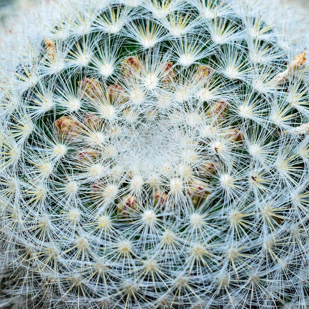 Mammillaria baxteriana - Cactus