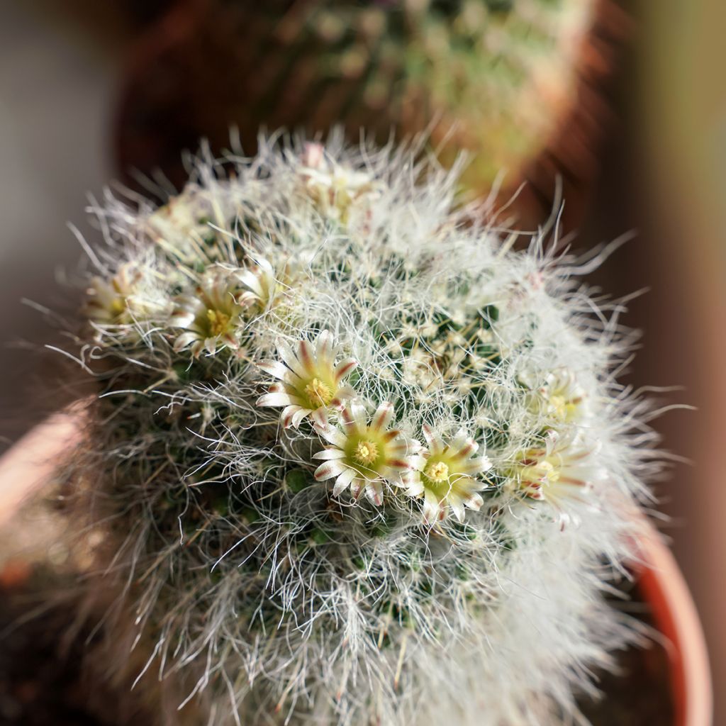Mammillaria baxteriana - Cactus