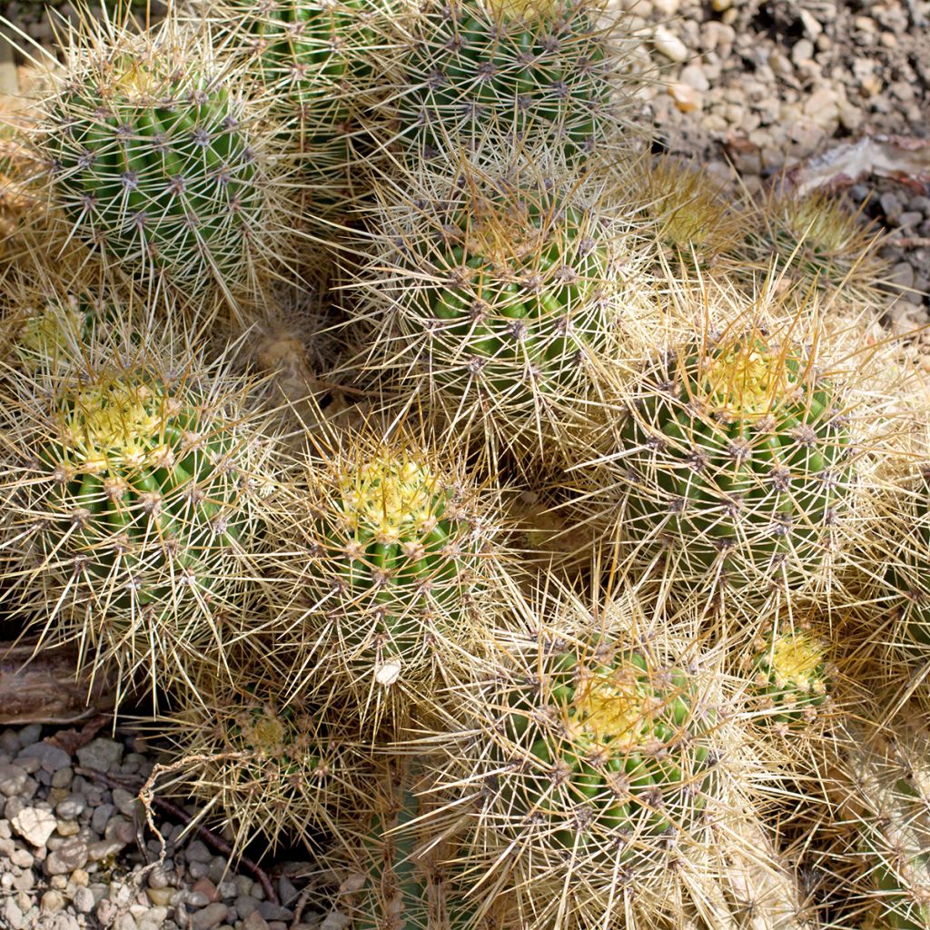 Mammillaria baxteriana - Cactus