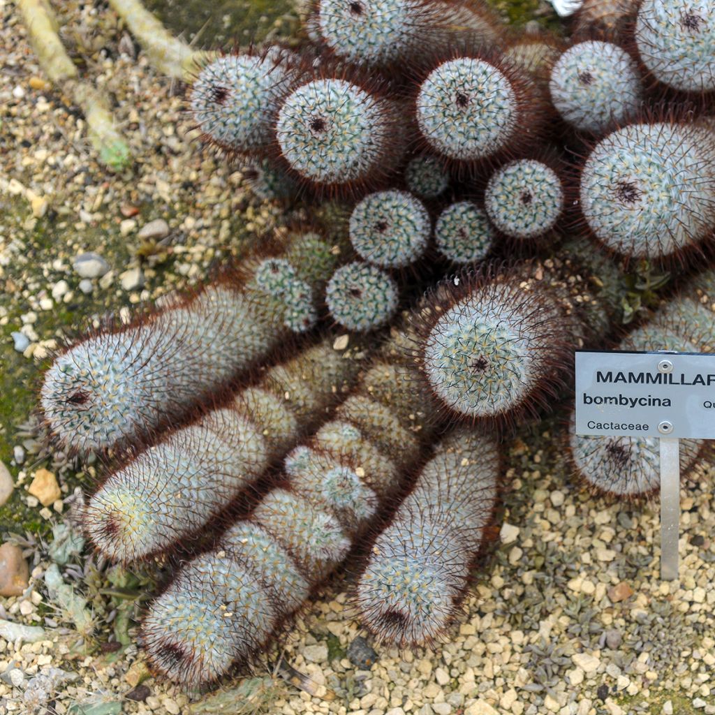 Mammillaria bombycina - Silken pincushion cactus