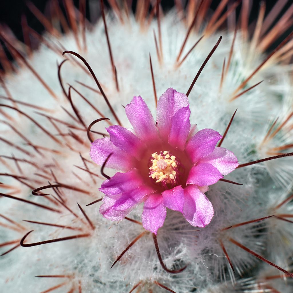 Mammillaria bombycina - Silken pincushion cactus