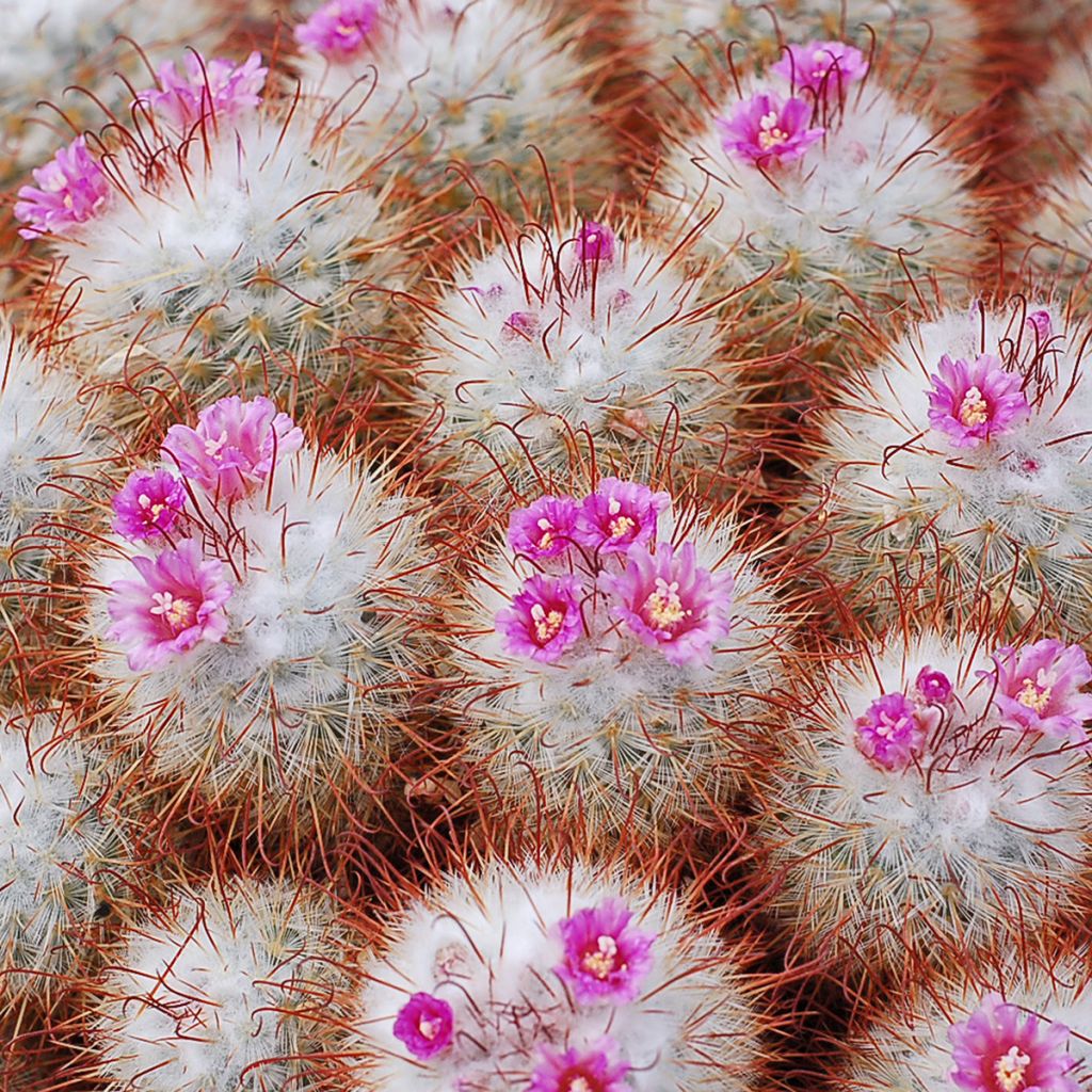 Mammillaria bombycina - Silken pincushion cactus