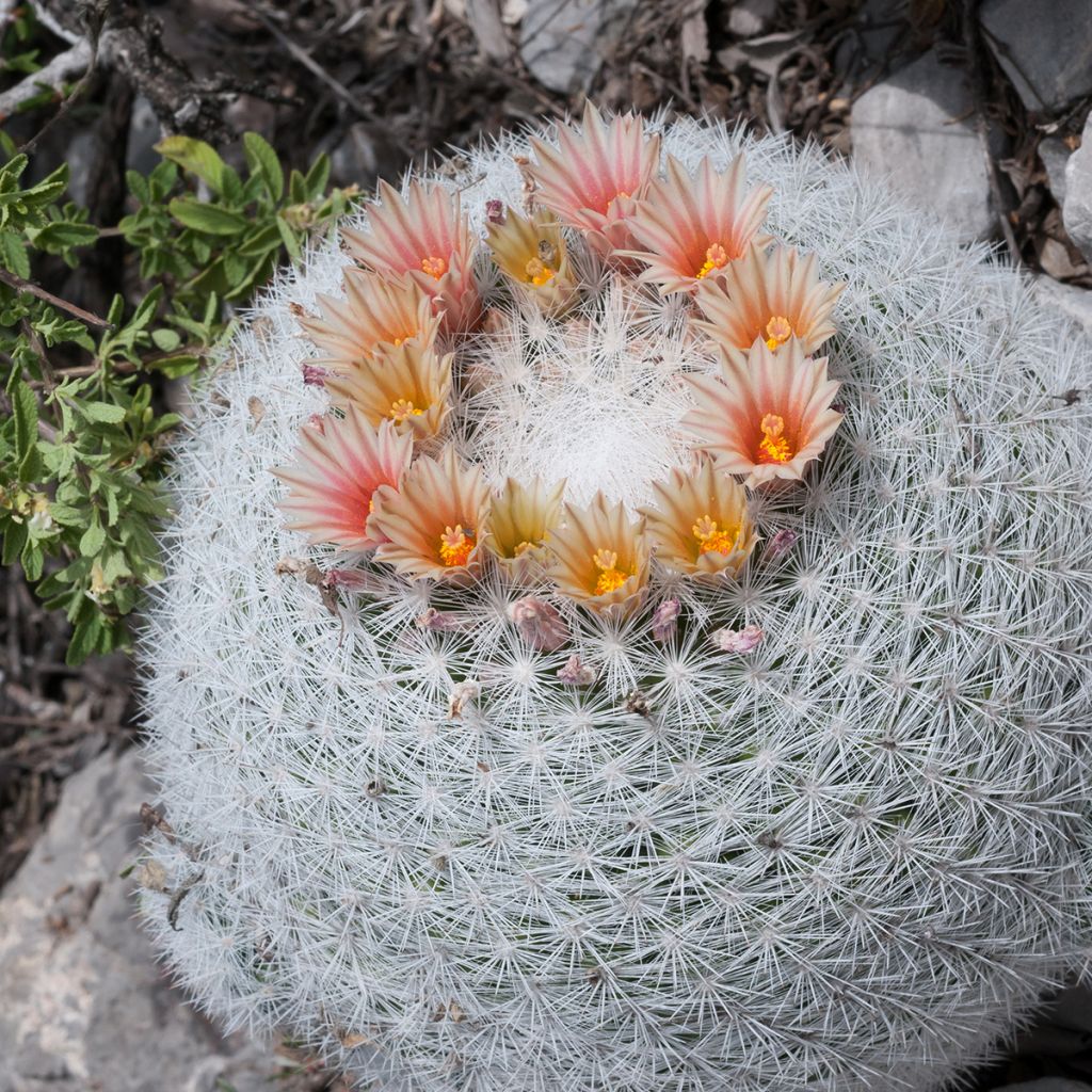 Mammillaria candida - Snowball pincusion