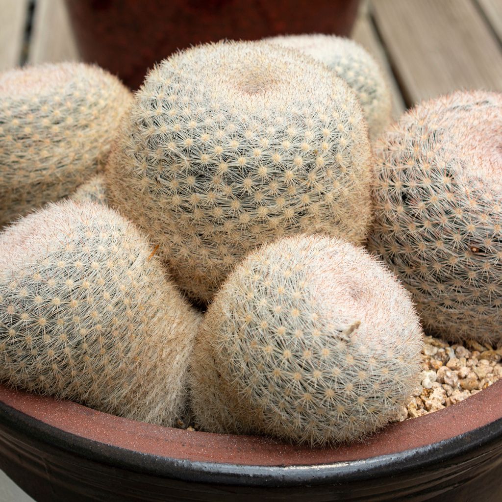 Mammillaria candida - Snowball pincusion